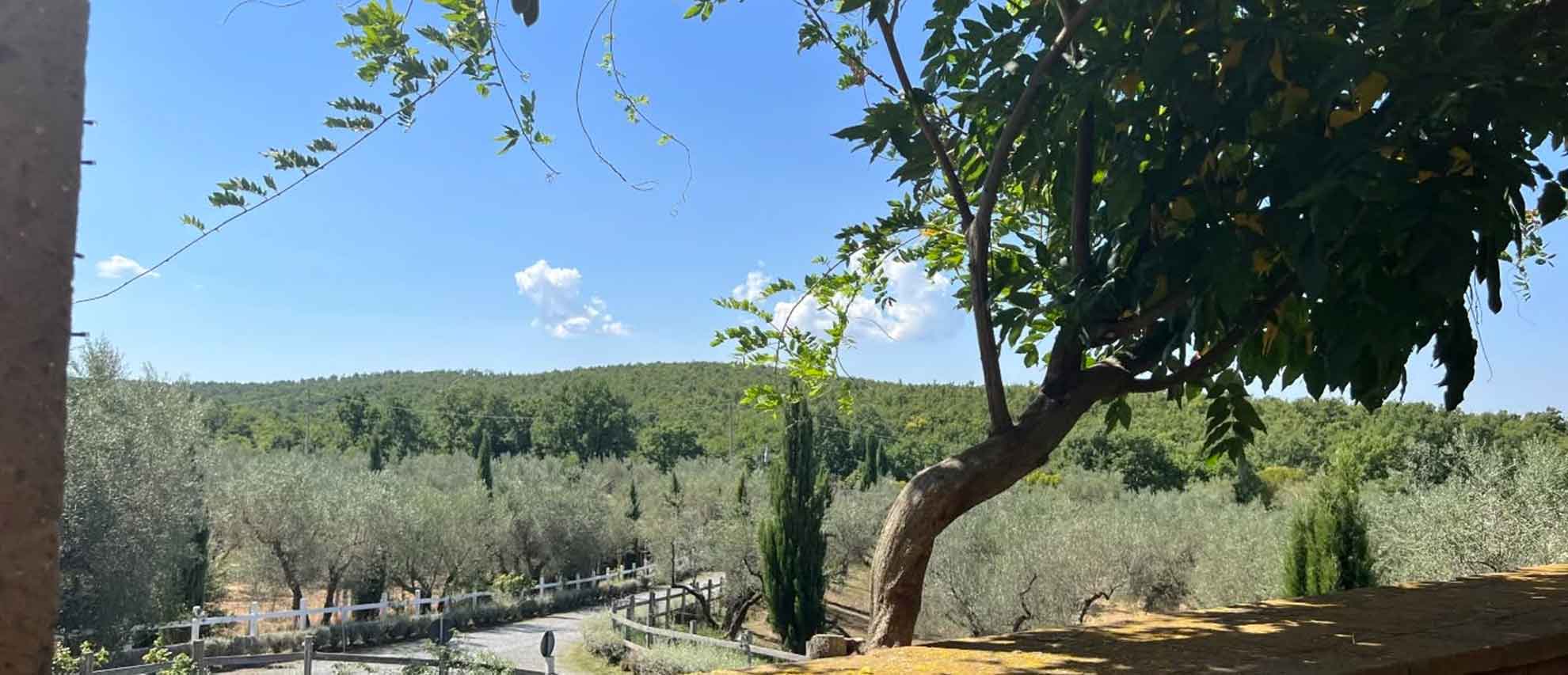 Parco e terreni dell'Agriturismo Villa Ione a Vetralla, Viterbo Parco Villa Ione, Vetralla,