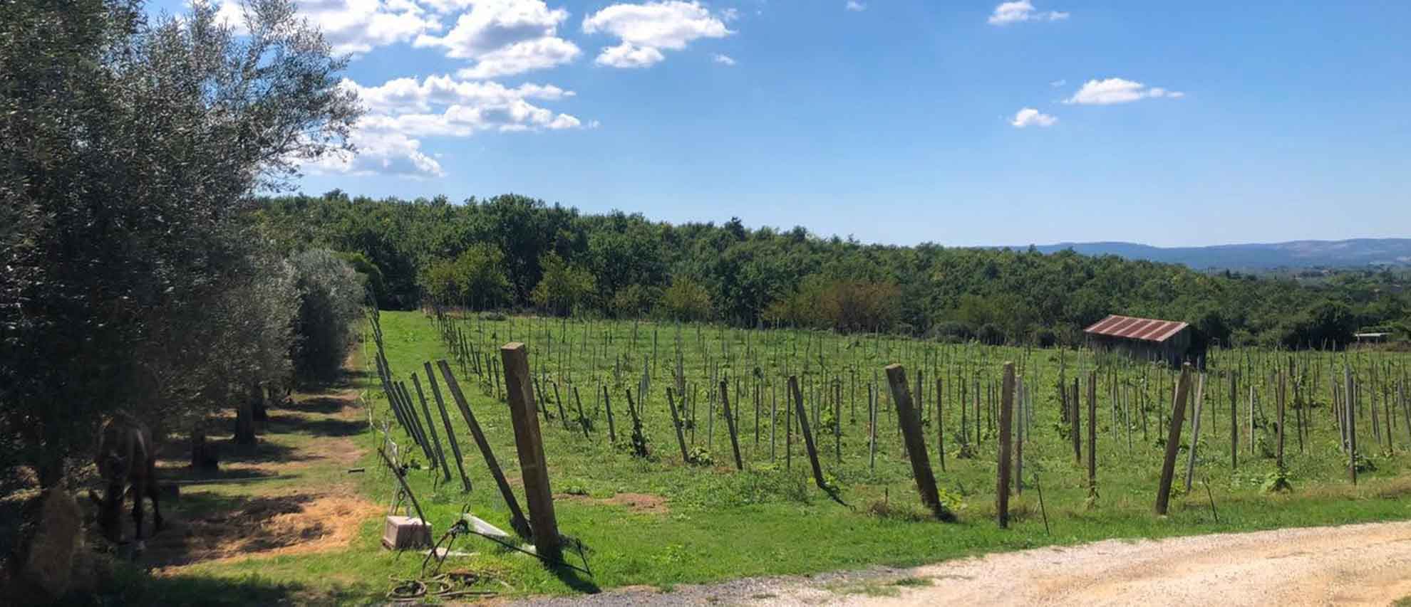 Fuga dal caldo: perché le colline della Tuscia sono la nuova meta del turismo sostenibile